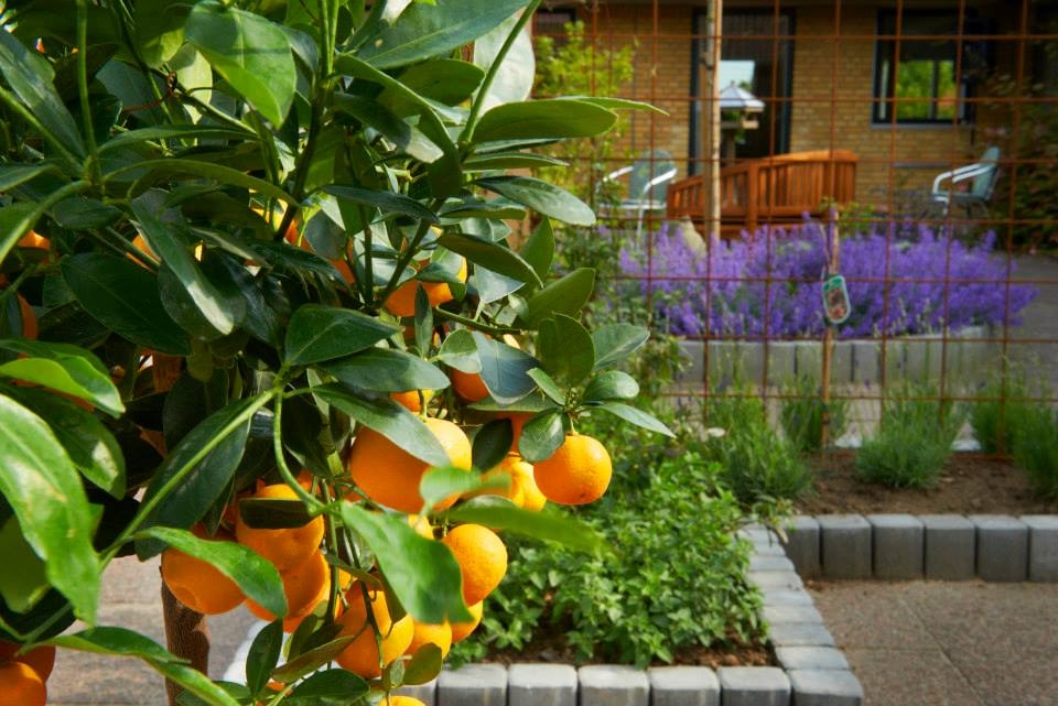 Anlægsgartner i Odense med fokus på planter og grønne løsninger